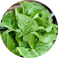 Little Gem Lettuce
