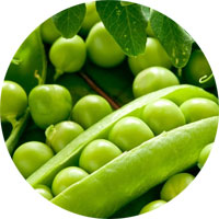Little Marvel Peas