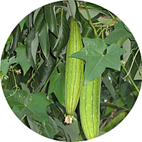 Luffa Sponge Asian Gourd
