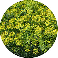 Mammoth Long Island Dill Seeds