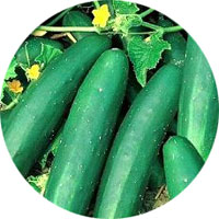 Marketer Cucumber
