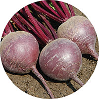 Merlin Beets