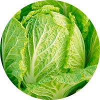 Michihili Chinese Cabbage