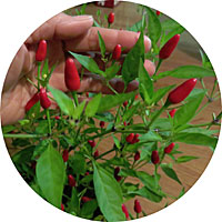 Miniature Hot Pepper
