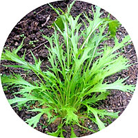 Japanese Mizuna Green