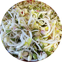 Mung Bean Sprouts