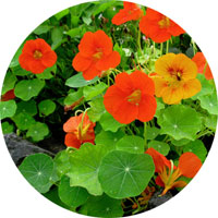 Nasturtium