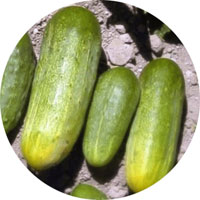 National Pickling Cucumber