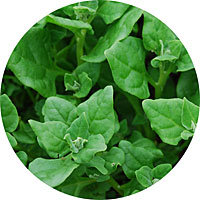 New Zealand Spinach