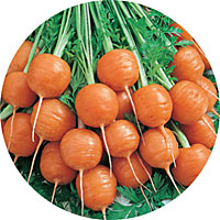 Parisian Carrots