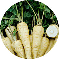 Parsnip