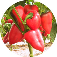 Piminiento Pepper