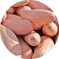 Pink Banana Winter Squash