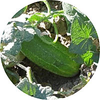 Pioneer Hybrid Pickling Cucumber