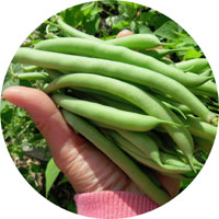 Provider Green Beans