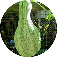 Pumpkin Cushaw Green Stripe Winter Squash