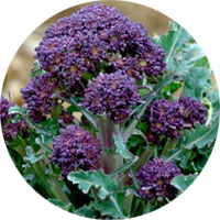 Purple Broccoli