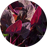 Purple Orach