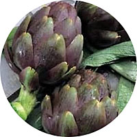 Purple Romagna Artichoke