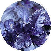 Purple Ruffles Basil