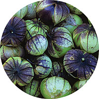 Purple Tomatillo