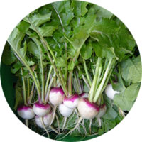 Purple Top White Globe Turnip