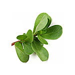 Purslane