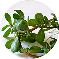 Purslane