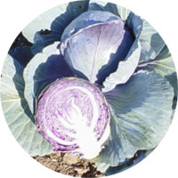 Red Acre Cabbage