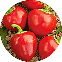 Red Cherry Hots