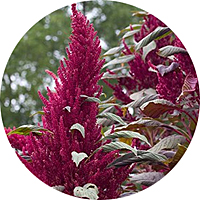 Red Garnet Amaranth