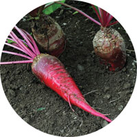 Red Mammoth Fodder Beet