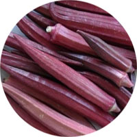 Red Burgundy Okra