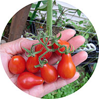Red Pear Cherry Tomatoes