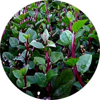 Red Stem Malabar Spinach