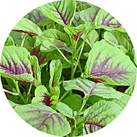 Red Stripe Amaranth