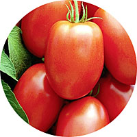 Roma Tomato