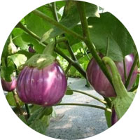 Rosa Bianica Eggplant