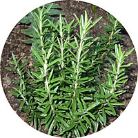 Rosemary