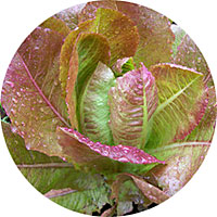 Rouge D'Hiver Romaine Lettuce