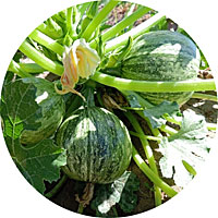 Round Zucchini