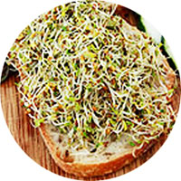 Sandwich Booster mix sprouting seeds