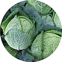 Savoy Cabbage