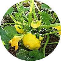 Scallop Yellow Bush Squash