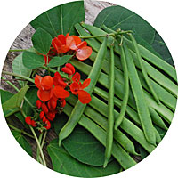 Scarlet Emporer Runner Beans