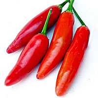 Serrano Pepper