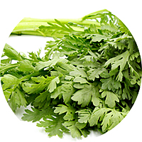 Garland Serrated Leaf Chrysanthemum