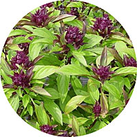 Siam Queen Basil