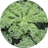 Siberian Kale