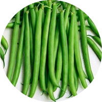 Slenderette Bush Beans